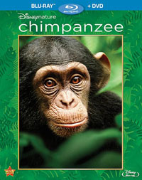 chimpanzeebd
